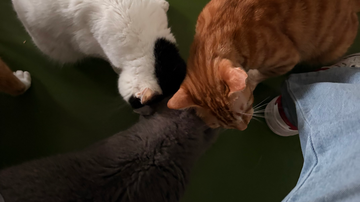 We Spent 6 Hours Cleaning Our Own Cat Shelter — Here’s Why It Broke Our Hearts (And Put Them Back Together)