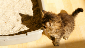 Train a Kitten to Use a Litter Box