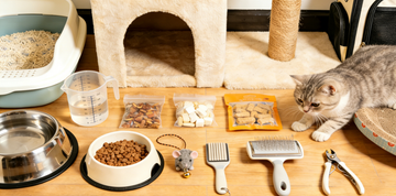 New Cat Essentials: First-Time Owner Guide
