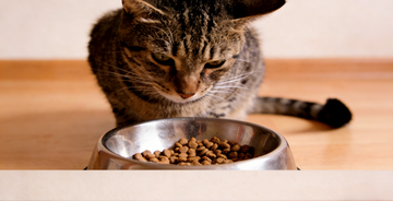 cat refusing to eat