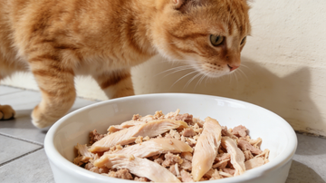 What Can Cats Eat