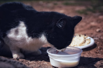 Why Does My Cat Eat So Fast and Throw Up Undigested Food?