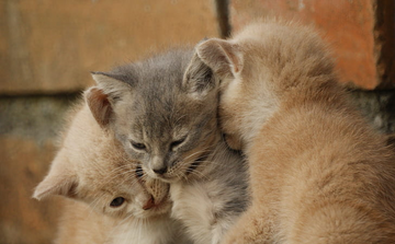 Three adorable kittens – one gray and two cream-colored – cuddling and hugging each other affectionately against a brick wall