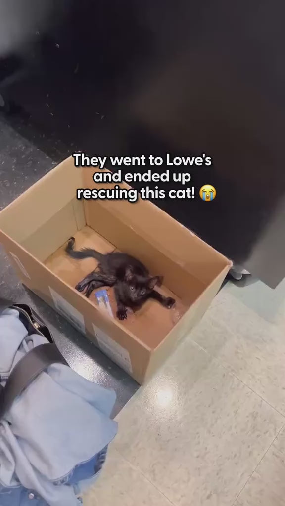Going to her forever home today! 🏠